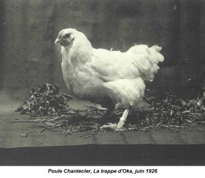 chantecler_hen_1926