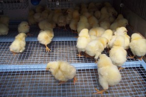 Newbord Fayrehale Farm Chicks