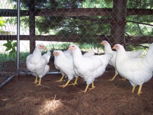 young bisco pullets
