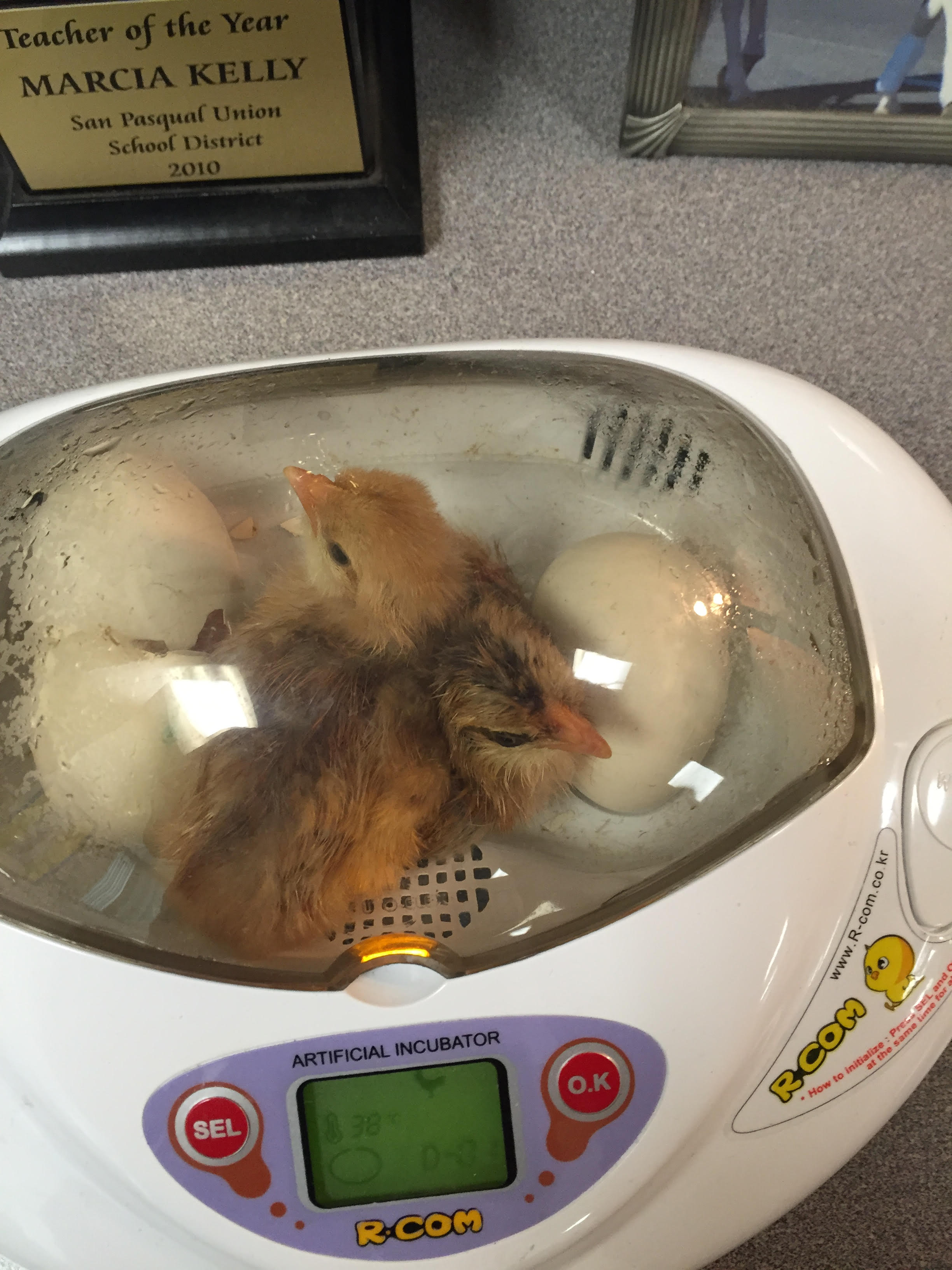 Fayrehale Icelandic Chickens Helps Develop Future Poultry Enthusiasts!